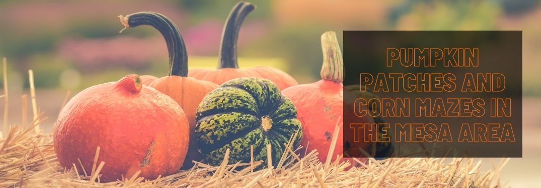 Pumpkins on a Hay Bale with a Black Text Box and Orange Pumpkin Patches and Corn Mazes in the Mesa Area Text